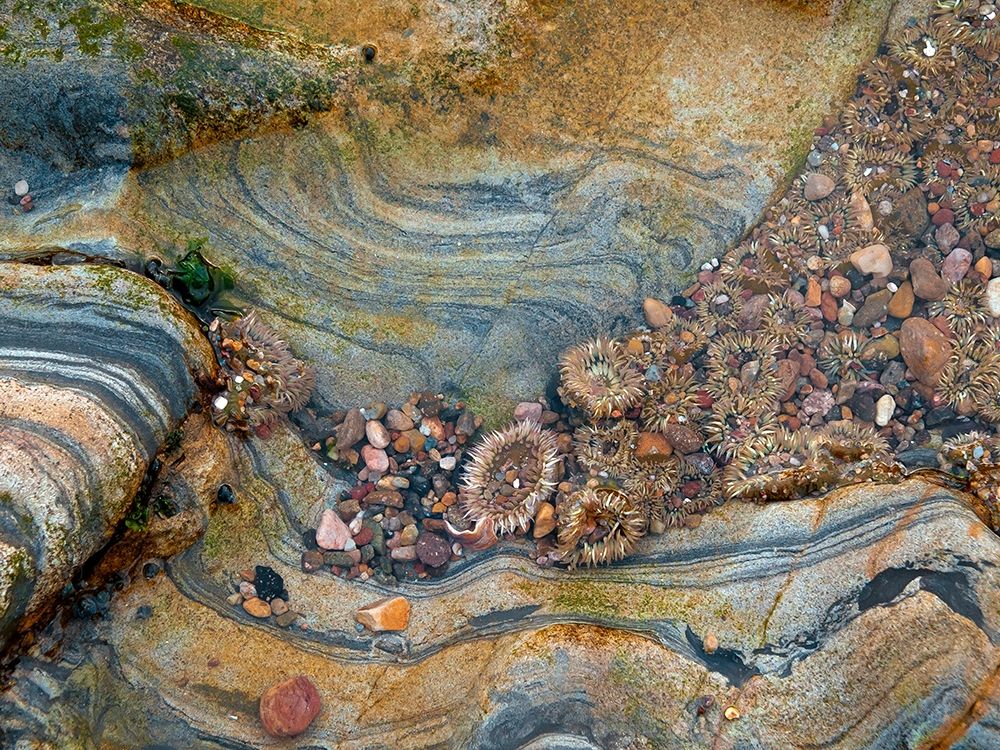 Tidal Pool-Point Lobos-California